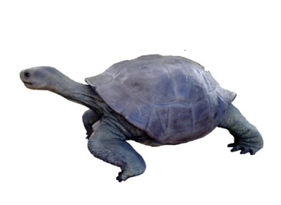 Turtle Figure Decoration Statues Sculpture Garden Decorative Figures 60x140cm new