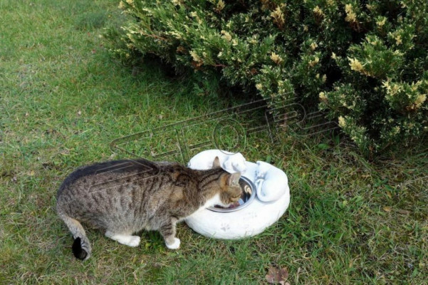 Water drinking fountain cat drinking container customer drinking vessel